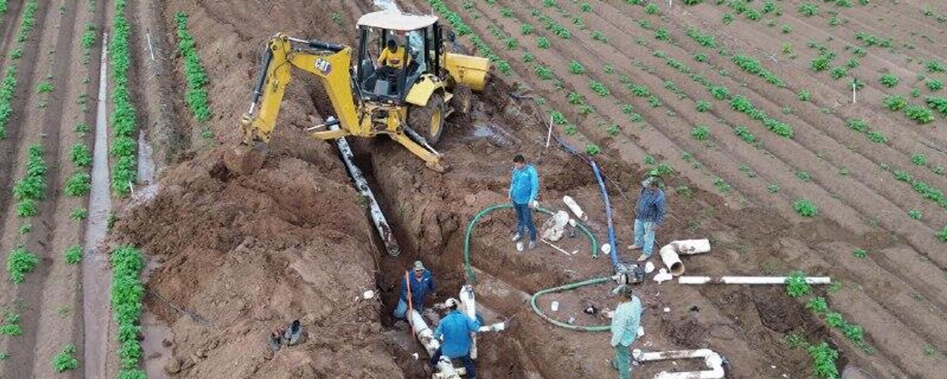 Detectan en México casi 1 - Sputnik Mundo, 1920, 19.02.2026