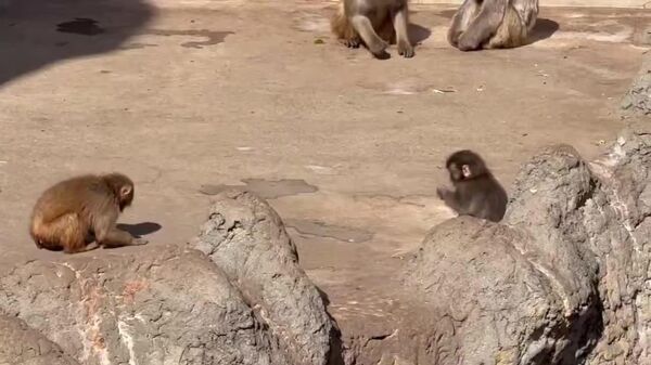 La escena que rompe corazones: atacan a Punch y él sólo corre a su peluche - Sputnik Mundo