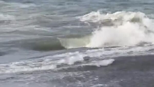 Héroe en la playa: un hombre se lanza al mar y salva a un cachorro - Sputnik Mundo