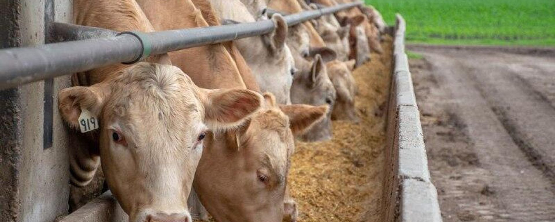 La escasez de ganado junto con la demanda de proteína animal encarecen la carne de res en EEUU - Sputnik Mundo, 1920, 20.02.2026