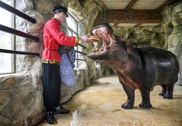 I blinis vengono serviti con vari ripieni: pesce, cavolo, miele, burro e panna acida. Prepararli è diventato un rituale per attrarre prosperità e benessere. Nella foto: un ippopotamo nel parco Bakhchisarai si unisce ai festeggiamenti e offre blinis. I blinis vengono serviti con vari ripieni: pesce, cavolo, miele, burro e panna acida. La loro preparazione è diventata un rituale per attrarre prosperità e benessere. Nella foto: un ippopotamo nel parco Bakhchisarai si unisce ai festeggiamenti e offre blinis. - Sputnik Mundo