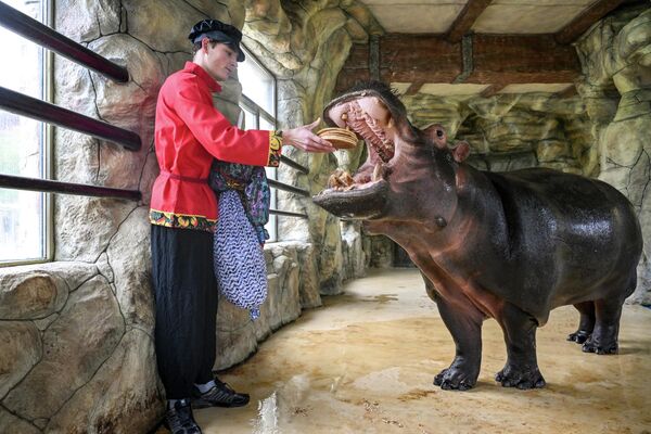 Un hipopótamo del parque de Bajchisarái se suma a la celebración de Máslenitsa y ofrece blinis, en Rusia. - Sputnik Mundo