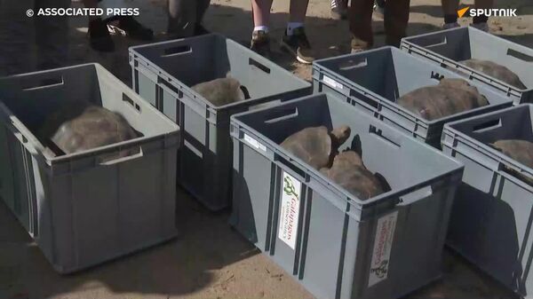 Un regreso increíble: las tortugas gigantes rehabitan la isla Floreana - Sputnik Mundo