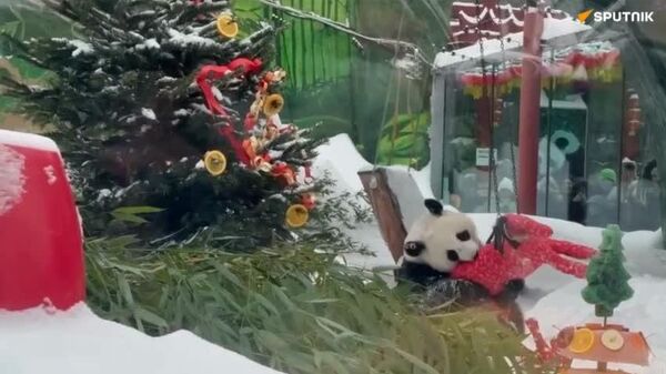 Los pandas del Zoológico de Moscú reciben regalos en honor al Año Nuevo chino - Sputnik Mundo