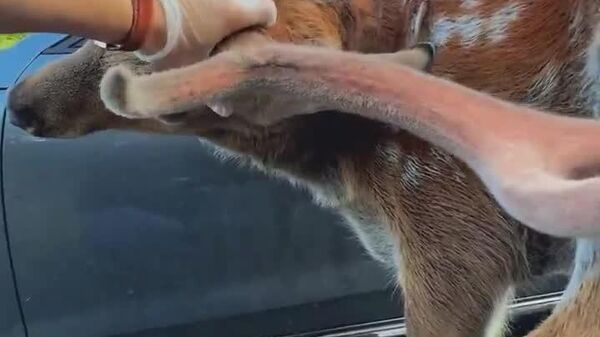 ¿Ciervo o perro? Su reacción al contacto sorprende en redes - Sputnik Mundo