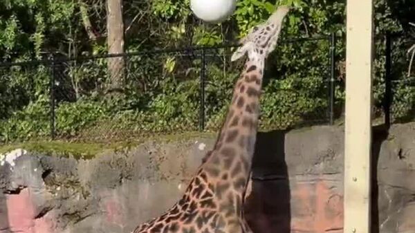 Juegos de cuello largo - Sputnik Mundo