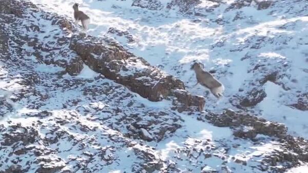 Amor en las alturas: dos argalíes desafían a su manada - Sputnik Mundo