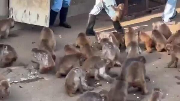 ¿Quién necesita un peluche? Punch encuentra un nuevo refugio favorito - Sputnik Mundo