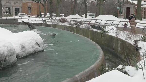 ¡Velocidad pura en el Bronx! - Sputnik Mundo