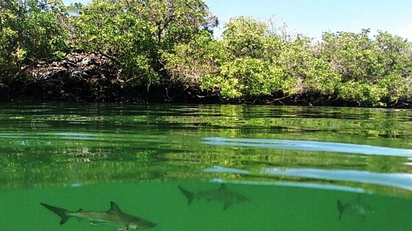 Gobierno de Ecuador descarta minería en el Parque Nacional Galápagos tras nueva ley energética - Sputnik Mundo