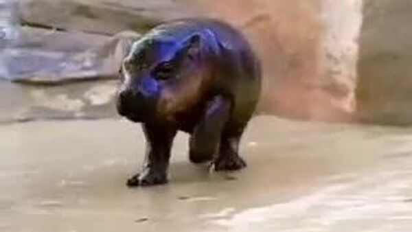 Jellybean, el bebé hipopótamo que derrite corazones en Arizona - Sputnik Mundo