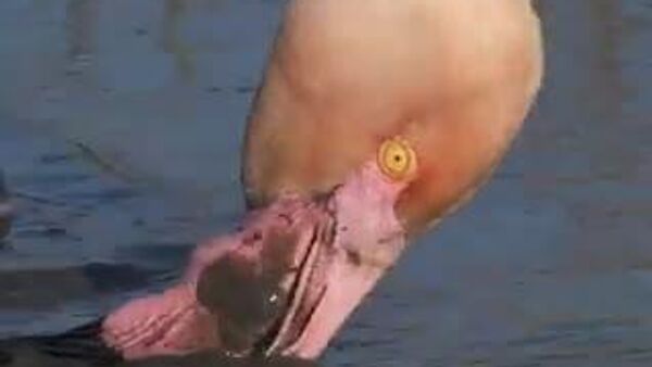 ¿Sabías que el flamenco come con la cabeza al revés? - Sputnik Mundo