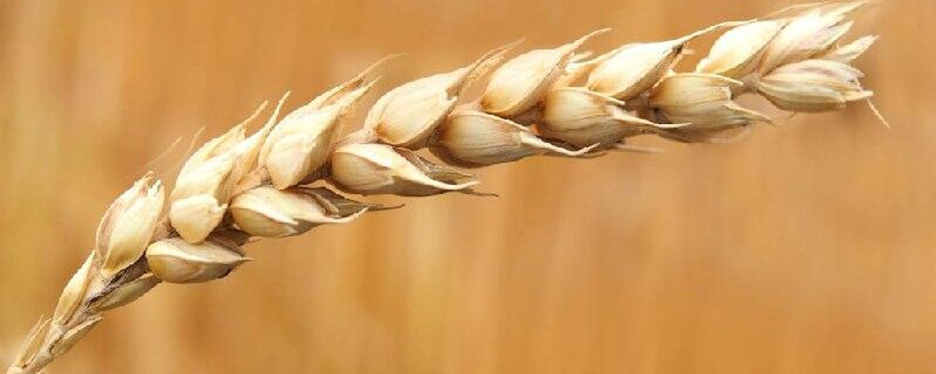 Irán prohíbe la exportación de alimentos por escalada en Oriente Medio - Sputnik Mundo, 1920, 04.03.2026