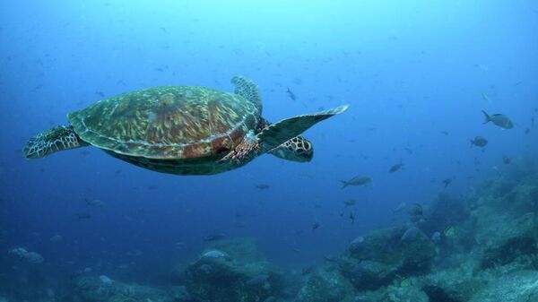 Tortugas en las islas Galápagos. - Sputnik Mundo
