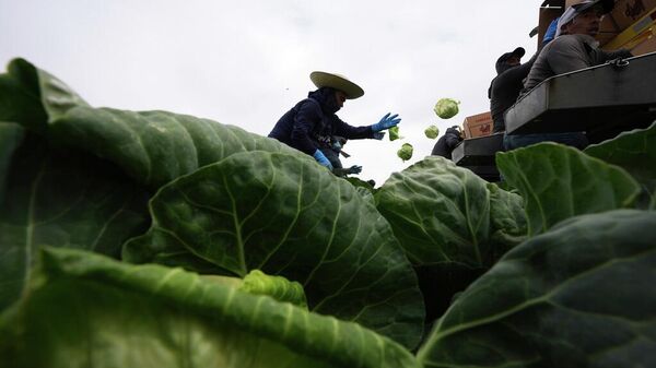 Trabajadores cosechan repollo el miércoles 5 de marzo de 2025 en un campo a menos de diez millas de la frontera con México, en Holtville, California. (Foto AP/Gregory Bull) - Sputnik Mundo