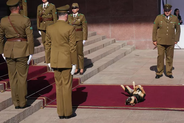 Un perro callejero se tumba sobre la alfombra roja extendida para la ceremonia de investidura del nuevo presidente chileno, José Antonio Kast. - Sputnik Mundo