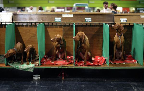 Perros de raza vizsla (conocido también como braco húngaro) descansan en sus jaulas durante la exposición Crufts en la ciudad británica de Birmingham. - Sputnik Mundo