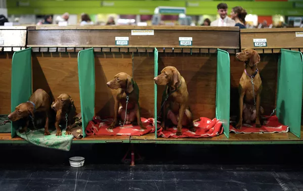 Perros de raza vizsla (conocido también como braco húngaro) descansan en sus jaulas durante la exposición Crufts en la ciudad británica de Birmingham. - Sputnik Mundo