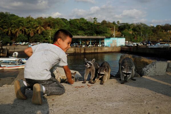 Un niño salvadoreño alimenta a los mapaches que viven en una granja local. - Sputnik Mundo