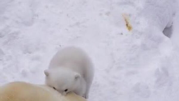 ‍ Un tierno osezno blanco hace su primer debut en un zoológico de Rusia - Sputnik Mundo
