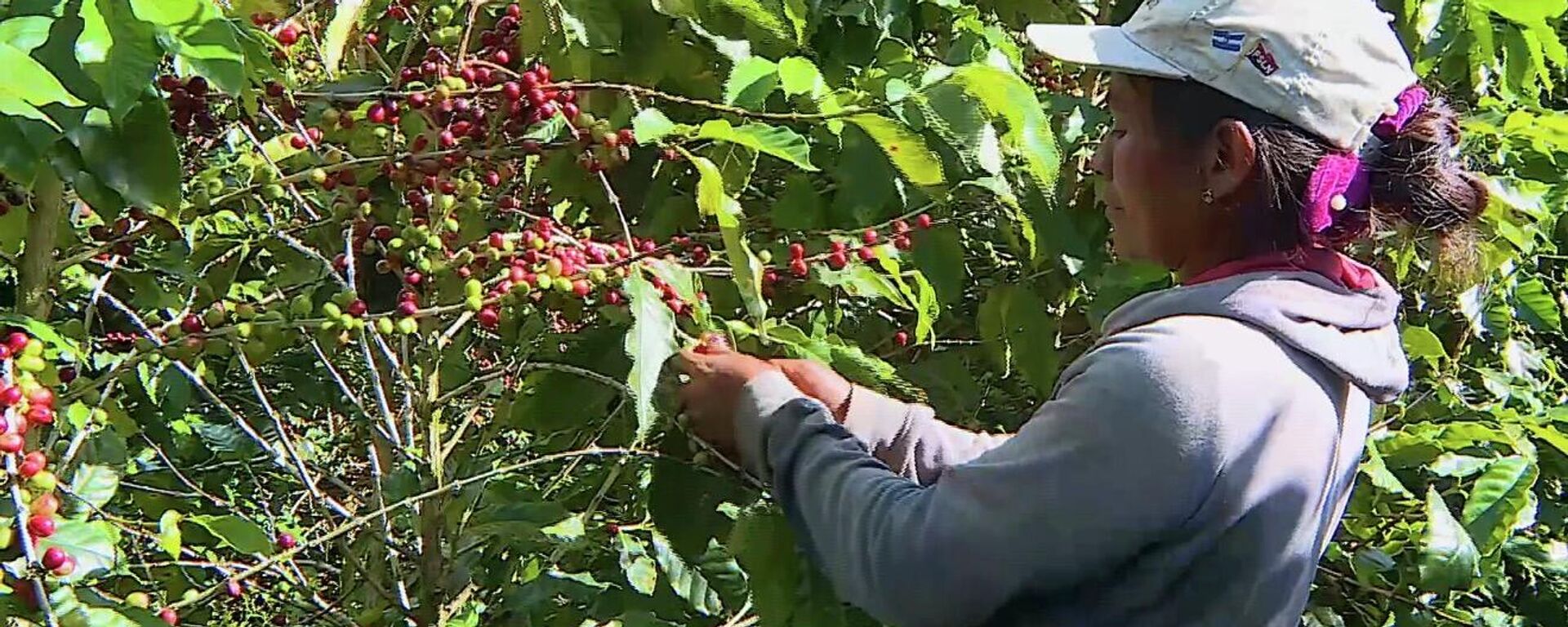 La seguridad en el campo respalda el desempeño del café, clave en las exportaciones de Nicaragua - Sputnik Mundo, 1920, 26.03.2026