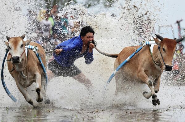 Un jinete compite en el Pacu Jawi, una carrera tradicional de toros de la etnia minangkabau celebrada en la provincia de Sumatra Occidental, en Indonesia. - Sputnik Mundo