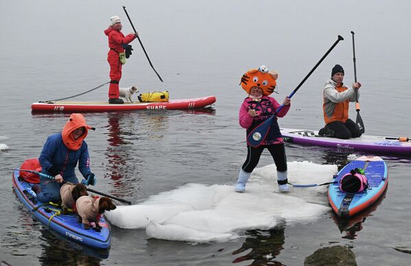 Participantes en la tradicional actividad del 'arrastre de témpanos' en el golfo del Amur celebran la inauguración oficiosa de la temporada del surf de remo en la ciudad rusa de Vladivostok. - Sputnik Mundo