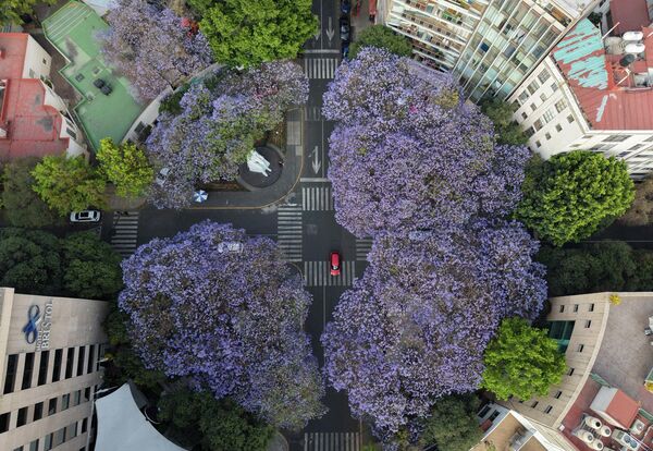 Una imagen tomada desde un dron muestra los árboles florecientes de jacarandá en la rotonda del Parque Necaxa, en Ciudad de México. - Sputnik Mundo