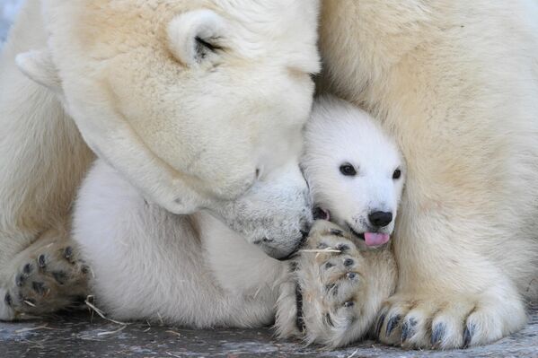 La osa polar Gerda con su osezno, nacido el 7 de diciembre de 2025 en el recinto del zoológico de la ciudad rusa de Novosibirsk. Los osos polares Kai y Gerda fueron padres por primera vez en 2013. Esta es su séptima cría. - Sputnik Mundo