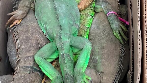 Rescatan casi 200 iguanas verdes en el sur de México: eran transportadas en cajas de cartón - Sputnik Mundo