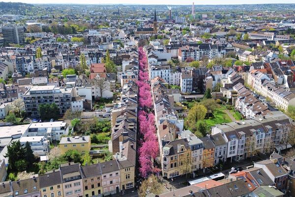 Floración de cerezos en la ciudad vieja de Bonn, Alemania. - Sputnik Mundo