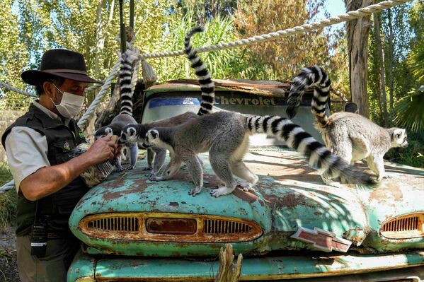 Ignacio Idalsoaga, director del zoológico Buin Zoo en Santiago, Chile, alimenta a lémures de cola anillada con golosinas en forma de huevos de Pascua. - Sputnik Mundo