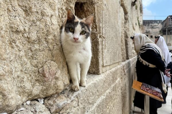 Un gato en una grieta del Muro de las Lamentaciones, el lugar de oración más sagrado del judaísmo, después de que fuera abierto al público con motivo del anuncio de un alto al fuego de dos semanas en Oriente Medio, la Ciudad Vieja de Jerusalén. - Sputnik Mundo