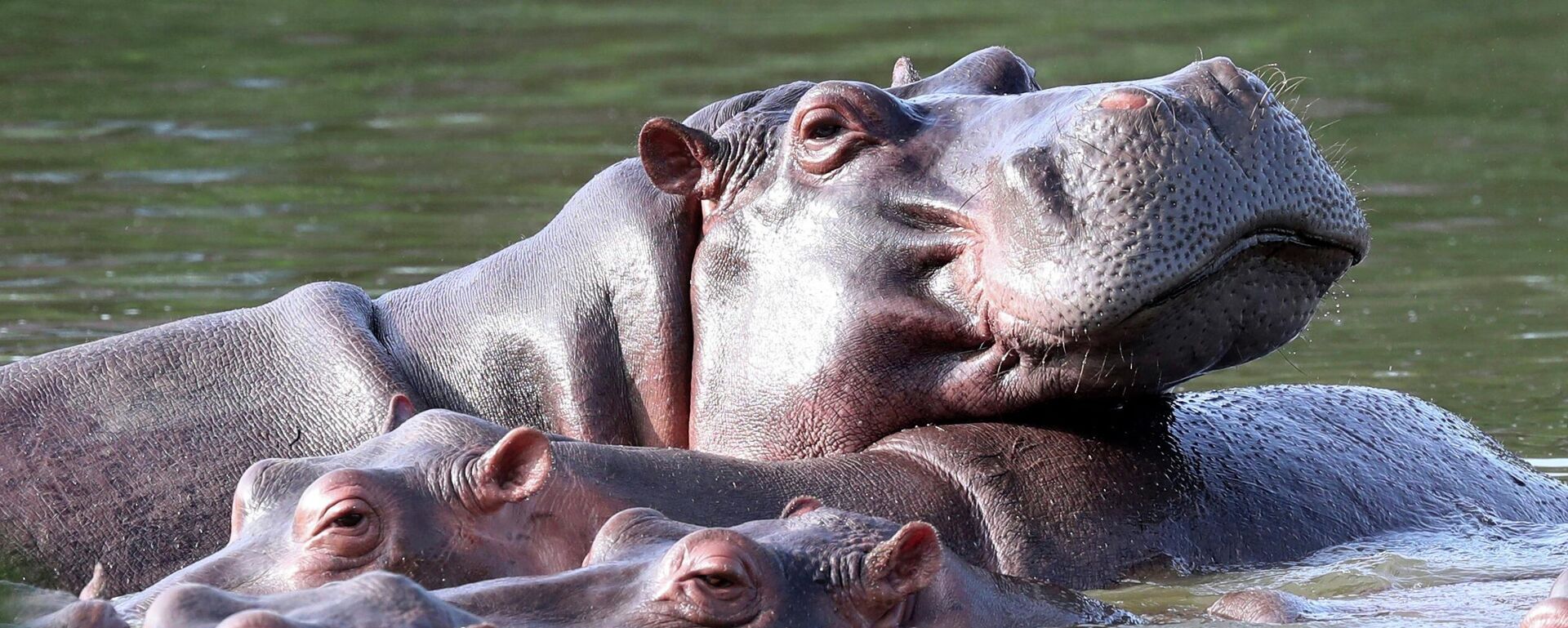 Hipopótamos en Colombia - Sputnik Mundo, 1920, 13.04.2026