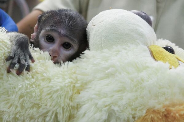 Unos veterinarios examinan a Yuji, un mono patas nacido a principios de marzo, que está siendo atendido en el Centro Integral de Medicina y Bienestar Animal (CIMBA) del Zoológico de Guadalajara, México. El mono recibe una crianza asistida, tras ser rechazado por su madre. - Sputnik Mundo
