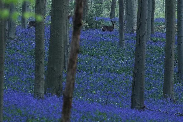 Un ciervo en un campo de jacintos de los bosques (Hyacinthoides non-scripta) en el bosque de Hallerbos, al sur de Bruselas, Bélgica. - Sputnik Mundo