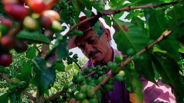 Café Colombiano - Sputnik Mundo