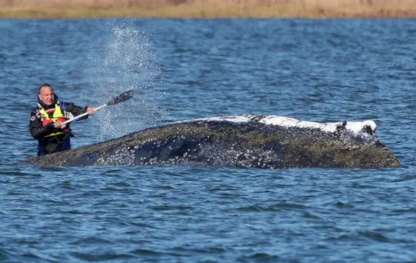 Una persona rocía agua sobre una ballena jorobada varada en un banco de arena en aguas poco profundas del mar Báltico, cerca de la isla de Poel, Alemania. - Sputnik Mundo