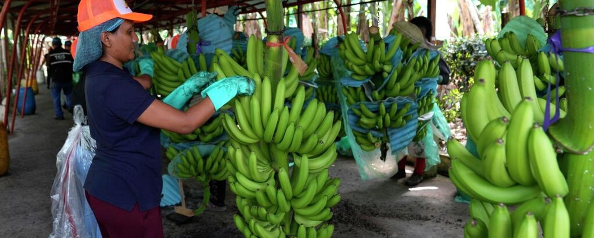 Un trabajador comienza a clasificar racimos de plátanos en Los Ríos, Ecuador - Sputnik Mundo, 1920, 02.05.2026