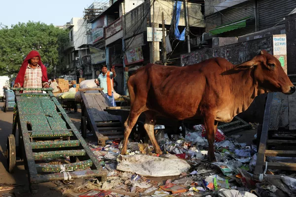 Un trabajador pasando con su carrito junto a una vaca en el casco antiguo de Nueva Deli. - Sputnik Mundo