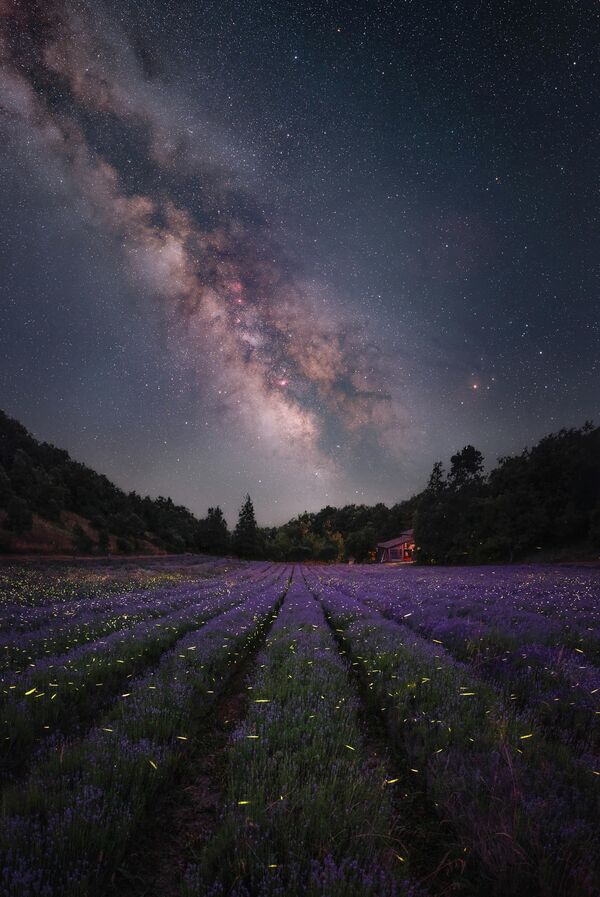 El Jardín de las estrellas del fotógrafo italiano Luca Fornaciari.  - Sputnik Mundo