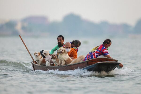 Abad de un templo budista en Tailandia viaja en barco con sus perros durante la distribución matutina de limosnas. - Sputnik Mundo