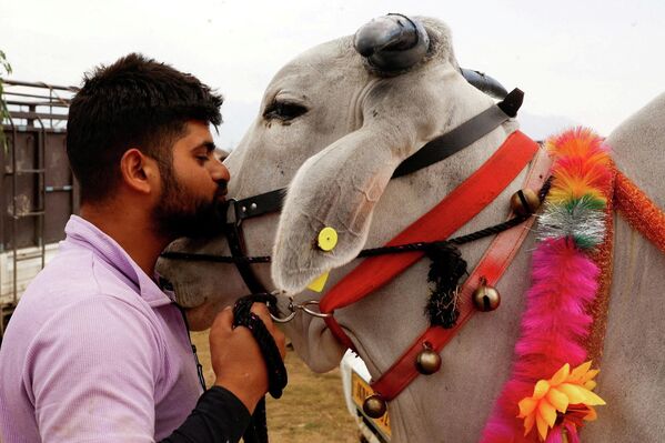 Un granjero besa a su toro en venta en Srinagar, la India. - Sputnik Mundo