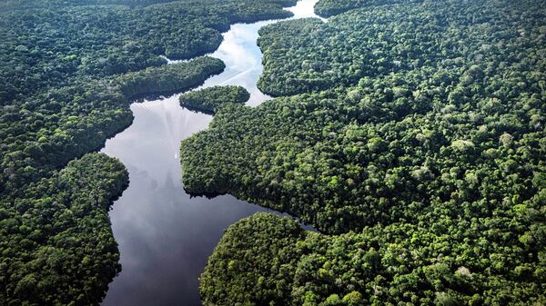 El Bosque Nacional de Caxiuana en Brasil - Sputnik Mundo