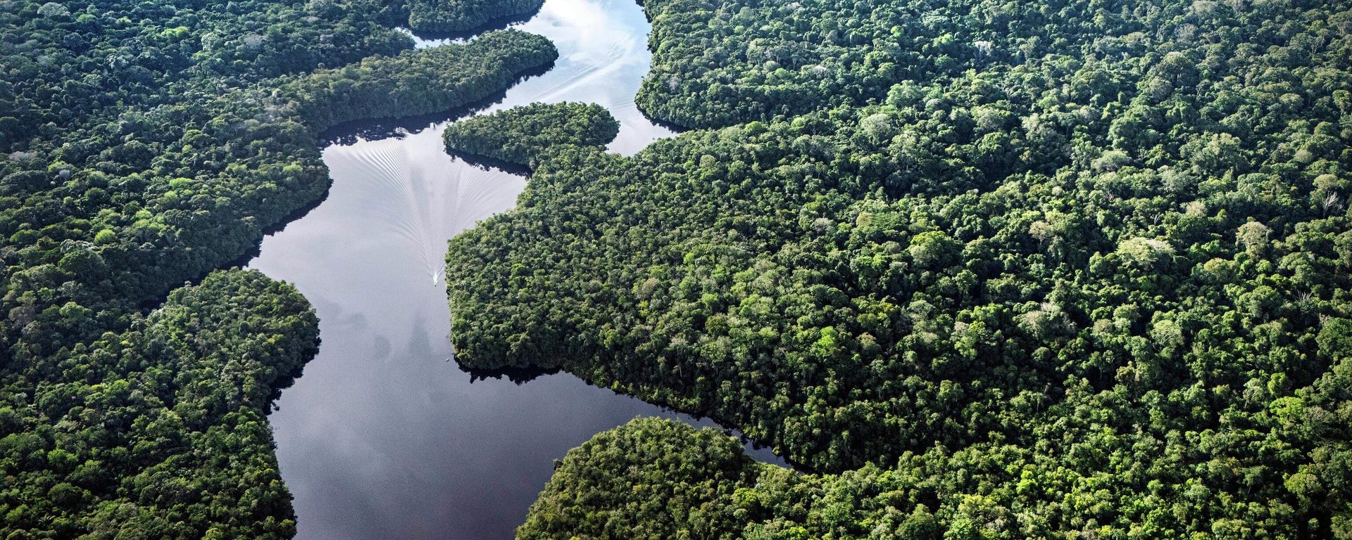 El Bosque Nacional de Caxiuana en Brasil - Sputnik Mundo, 1920, 02.06.2026