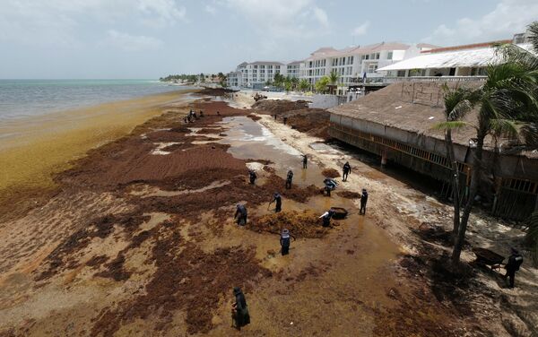 Marinos mexicanos retiran grandes cantidades de sargazo de las costas de Playa del Carmen, México. - Sputnik Mundo