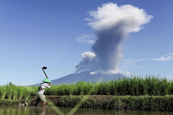 Un agricultor trabaja en un campo de arroz mientras el volcán Marapi expulsa cenizas volcánicas, en Tanah Datar, provincia de Sumatra Occidental, Indonesia. - Sputnik Mundo