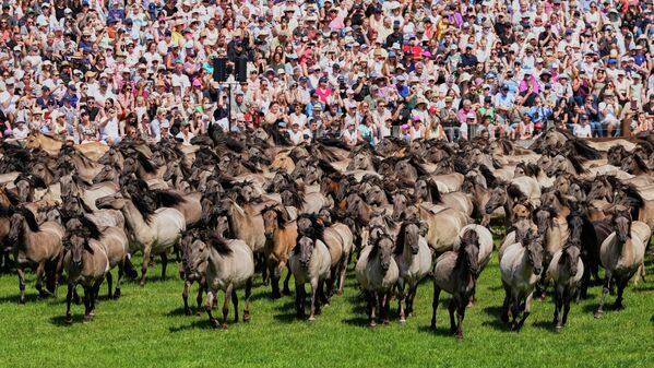 Cada año, una de las últimas poblaciones de caballos salvajes de Europa es llevada a una plaza cercana a su reserva natural en Dulmen, Alemania, con el fin de capturar los potros y garantizar la supervivencia de una manada con siglos de antigüedad. - Sputnik Mundo
