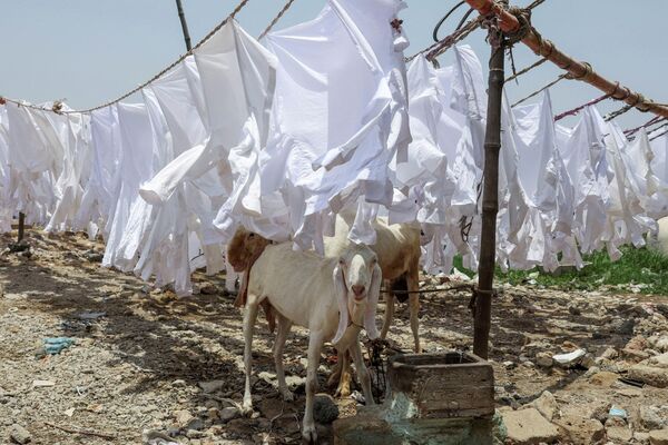 Un par de cabras domésticas atadas a la sombra de ropa tendida para reducir el estrés por calor en un día abrasador de verano, en Dhobi Ghat, Pakistán. - Sputnik Mundo