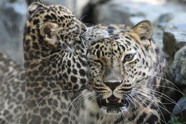 Una cría de leopardo del Amur juega con su madre en el recinto del zoológico de la ciudad rusa de Novosibirsk. - Sputnik Mundo